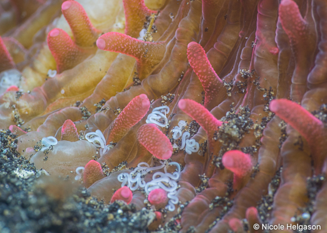 solitary corals