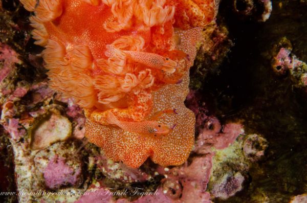 Spanish dancer