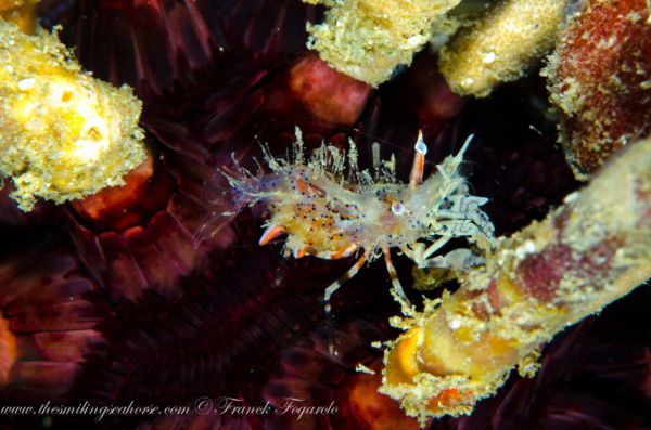 Macro life in the Mergui Archipelago