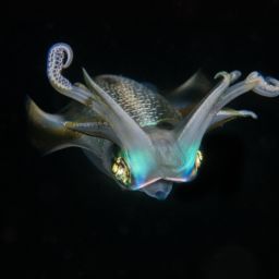 blackwater diving in Thailand
