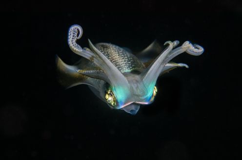 blackwater diving in Thailand