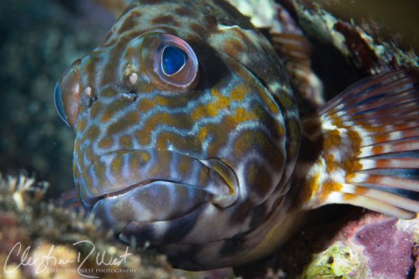 Hawaii tidepool marine life stocky hawkfish