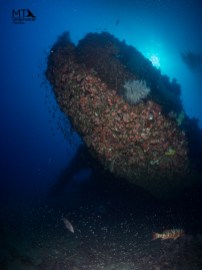 underwater photography
