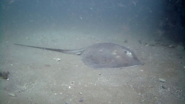 Miss: Stingray shot with Paralenz Vaquita