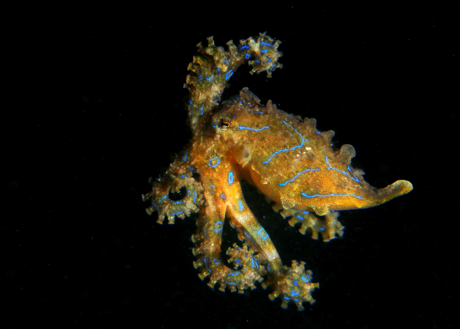 macro diving in sydney harbor