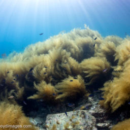Invasive Seaweed