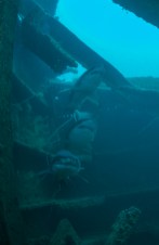Divers frequently encounter sand-tiger sharks at the wreck site of Tamaulipas. Photo: Joe Hoyt, NOAA