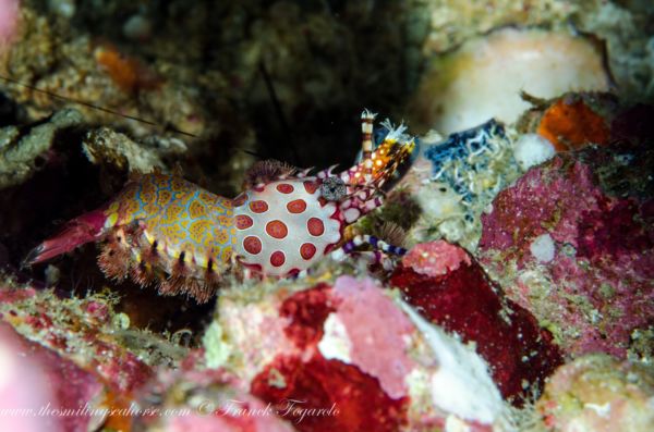 tapestry shrimp