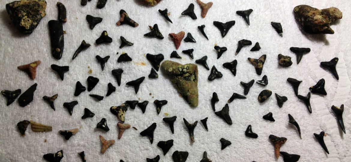 the-browns-venice-shark-teeth.jpg