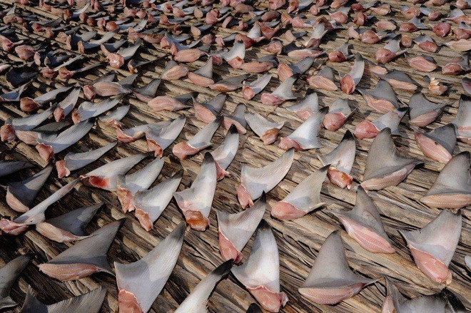 people kill sharks