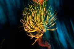 Motion Blur