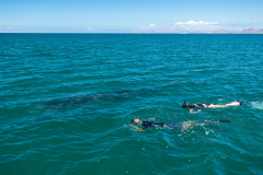 Snorkeling with whale sharks