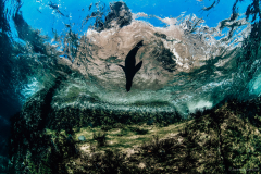 Sea Lion Silhouette