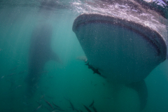 La Paz aggregation