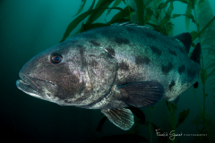 Seabass Solitude