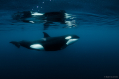 Orca Surprise