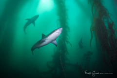 Forest of Tope Sharks