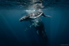 Humpback Family