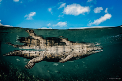 Saltwater Croc