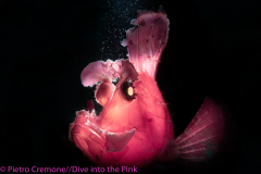 1st Place Macro