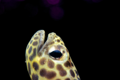 2nd Place Macro