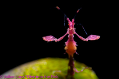 3rd Place Macro
