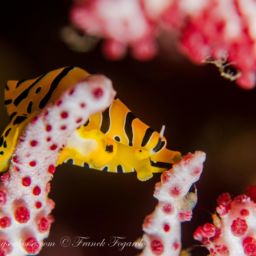 tiger cowrie macro life