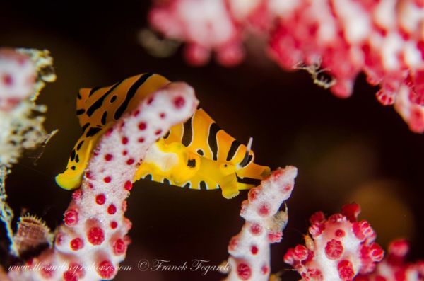 tiger cowrie