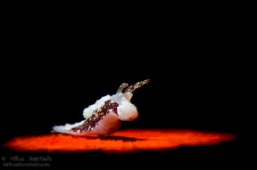 Tiny nudibranch