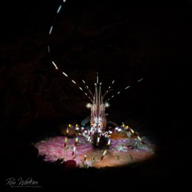 A tiny shrimp is in the spotlight (of a snoot) out at San Miguel Island in the Channel Islands, California. I love trying to showcase a common subject in a unique way that gives it personality and tells a story. Shot with: Nikon D800 with 105mm at f/22, 1/320, ISO 200 in Sea&Sea housing and Sea&Sea YS-D2J strobe and Retra LSD snoot