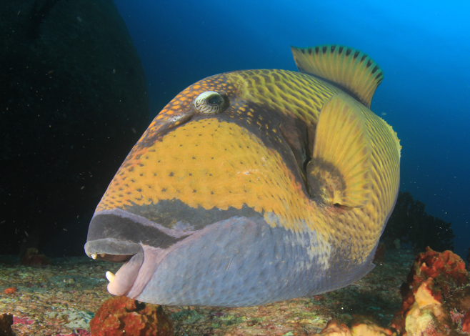 titan triggerfish