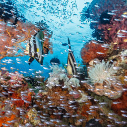 Reef at Wakatobi
