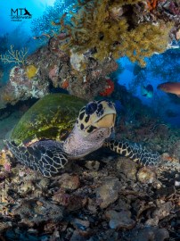 underwater photography