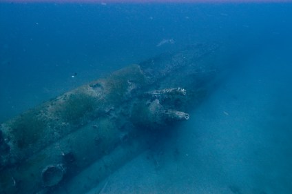 The U-352 lies on the bottom with its pressure hull exposed and is a vibrant habitat for multiple species of marine life (Credit: Tane Casserley)