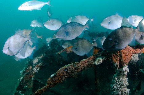 Today, U-85 offers habitat to an abundance of marine life, including these oceanic triggerfish. (Photo: Steve Sellers, ECU/NOAA)