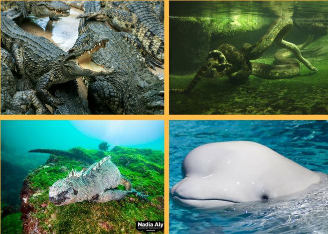 unique animals to scuba dive with