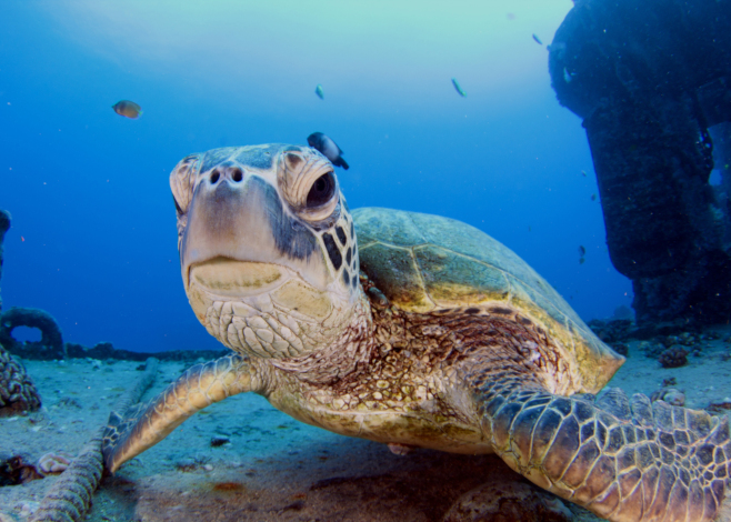 Wreck Diving in the United States