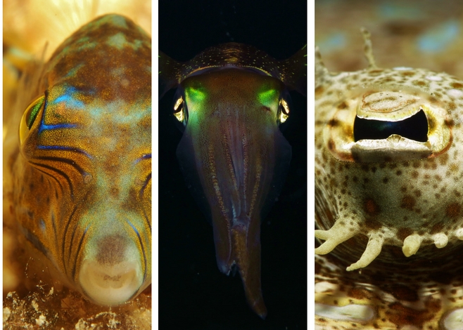 Macro Photography in Utila