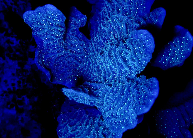 Ultraviolet Night Diving