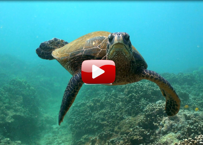 Underwater Videography
