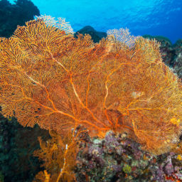 coral dives in Vanuatu