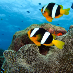 technical diving in Vanuatu