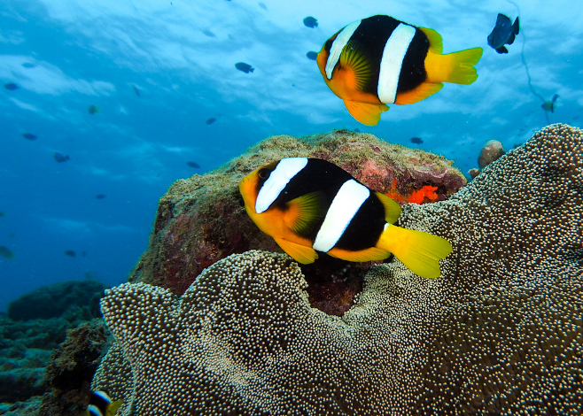 technical diving in Vanuatu