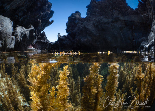 Hawaii tidepool marine life variable sargassum