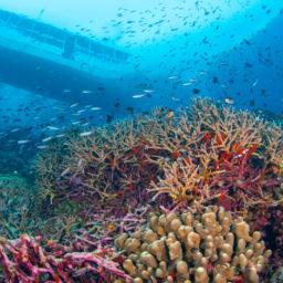 Wakatobi