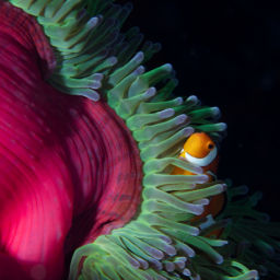 Wakatobi Resort