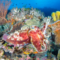 Dive Sites at Wakatobi