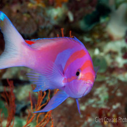 Wakatobi
