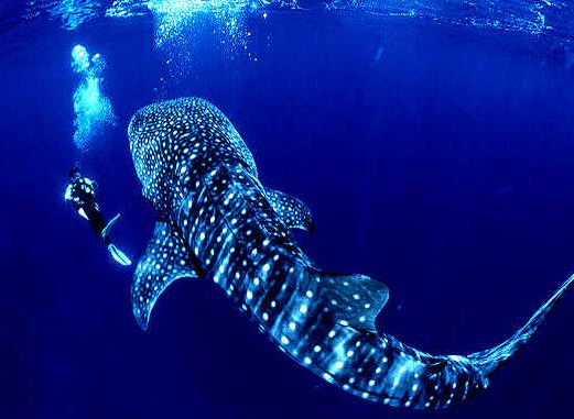 whale-sharks.jpg