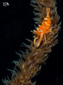 underwater photography